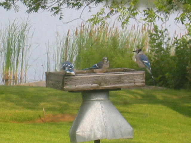 We had a whole family of Blue Jays
