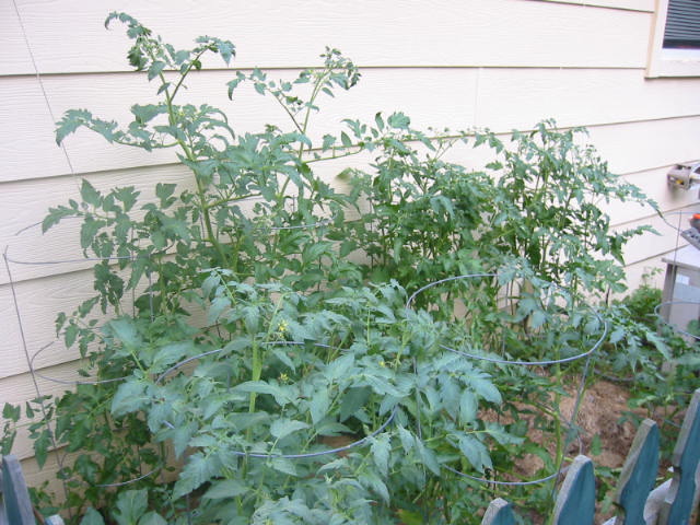 Tomatoes...brewing on the vine