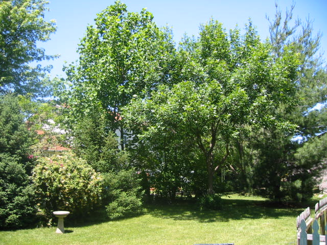 backyard view